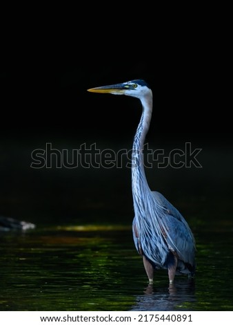 Similar – Schräger Vogel Farbfoto