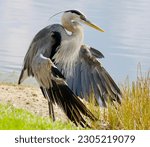 Great blue heron displaying his wings at water