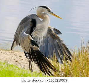 Great blue heron displaying his wings at water's edge