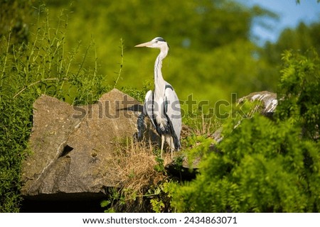 Great blue heron displaying his wings at water's edge. large white-gray bird standing on a stone with its wings spread