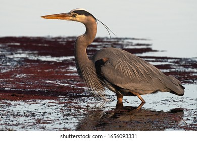 Great Blue Heron At Dusk In Solano County