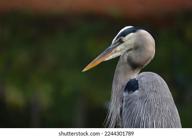                       Great Blue Heron at at the water’s edge in the morning sunlight at Jarvis Creek Park.         