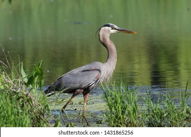 A Great Blue Heron at the edge of a pond looking for fish.