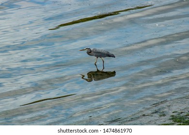 Great Blue Heron In Elliot Bay Seattle