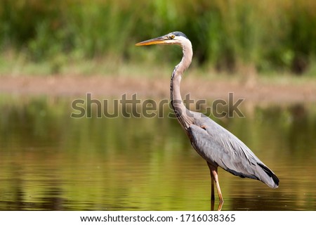 great blue heron in the evening