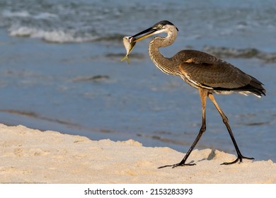 A great blue heron with a fish in its beak at the beach in Gulf Shores, Alabama, USA