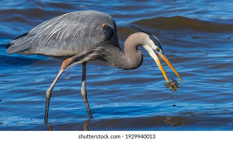 Great Blue Heron With A Fish Catch