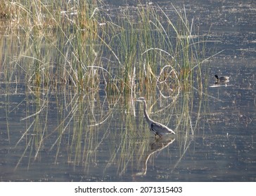 Great Blue Heron Fishing In The Lake Weeds                              