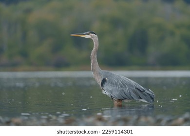 Great blue heron fishing at seaside, this is a very common waterside bird in north america. - Shutterstock ID 2259114301