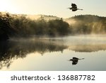 Great Blue Heron flies over foggy lake at dawn