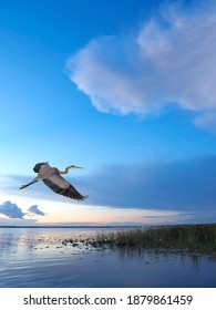 A Great Blue Heron  Flies Over a Lake as the Sun Rises
