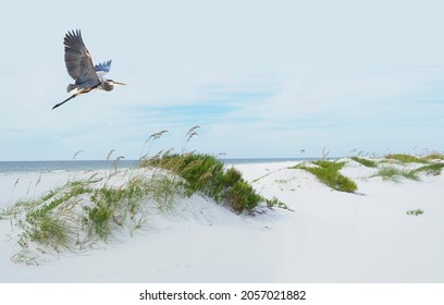 A Great Blue Heron Flies Over the Beautiful White Sand Beaches of the Northern Gulf Coast of Florida