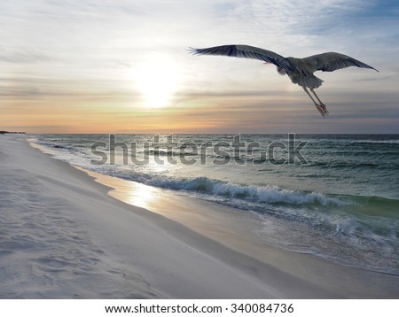 Great Blue Heron Flies Over White Sand Florida Beach at Sunrise