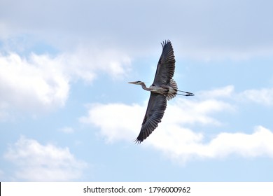 Great Blue Heron in Flight.
