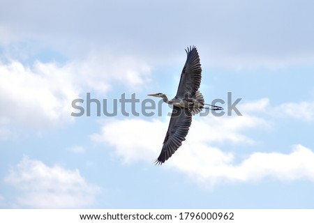 Great Blue Heron in Flight.