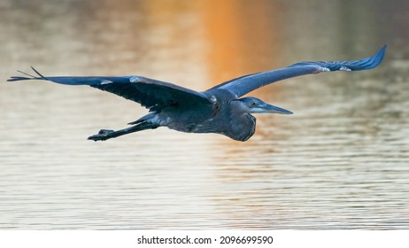 A Great Blue Heron in flight over water.