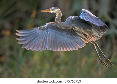 Great Blue Heron In Flight Over Florida Wetland