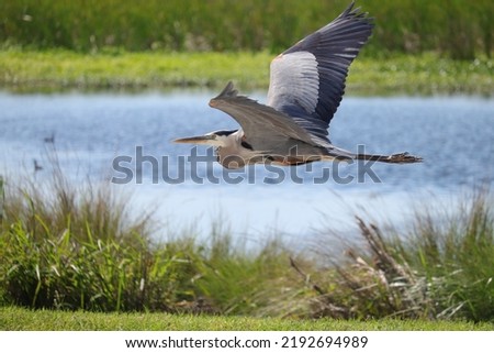 Great Blue Heron in Flight at Sweetwater Wetlands Park Paynes Prairie FL