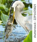 Great Blue Heron with a Florida Chain Pickerel 