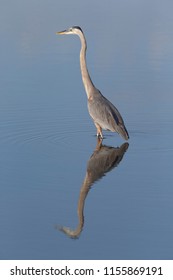 Great Blue Heron In Florida Marsh