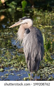 Great Blue Heron In Florida Marsh