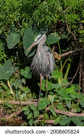 Great Blue Heron, Florida, USA