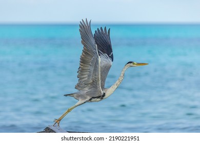 Gran garza azul vuela con alas anchas en Maldivas. A orillas del mar, fondo marino de vida salvaje. Ave, animal en hábitat natural en la costa tropical volando.