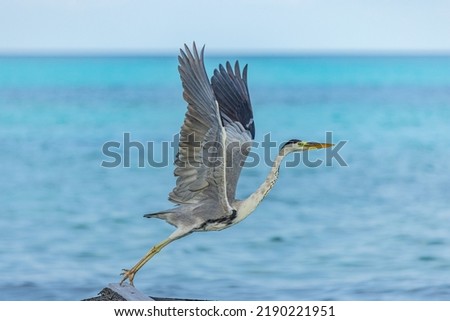Great blue Heron fly away with wings wide in Maldives. Seaside, shore marine wildlife background. Bird, animal in natural habitat at tropical coast flying.