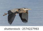 Great blue heron flyby, Washington State, USA.