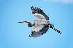 Great Blue Heron Flying Against A Beautiful Blue Sky