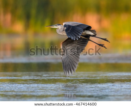 Great Blue Heron Flying in Early Morning Light