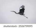 Great Blue Heron flying with gray overcast sky