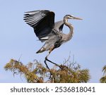 Great Blue Heron Flying onto the Top of a Tree in Autumn