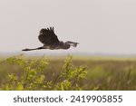 Great Blue Heron Flying over a field