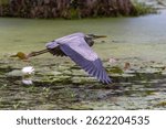 Great Blue Heron flying over a cypress swamp