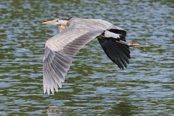 Great Blue Heron Flying Over The Water