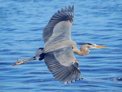 Great Blue Heron Flying Over A Florida Bay