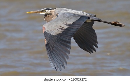 Great Blue Heron Flying Over The James River, Chesapeake Bay