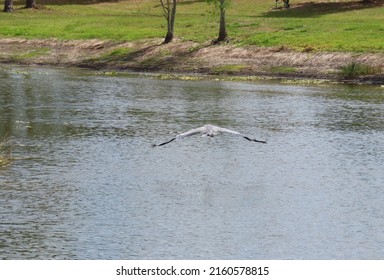 Great Blue Heron Flying Over Water