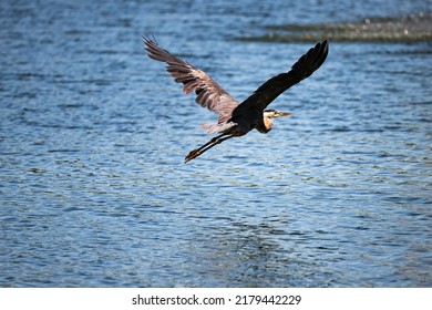 A Great Blue Heron Flying Over The Lake