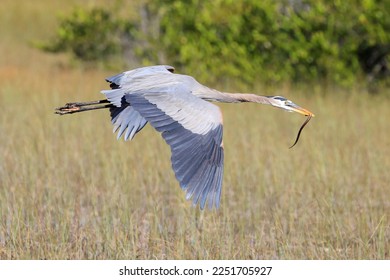 Great blue heron flying over the swamp, Everglades National Park, Florida, USA - Powered by Shutterstock