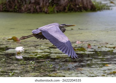 Great Blue Heron flying over a cypress swamp