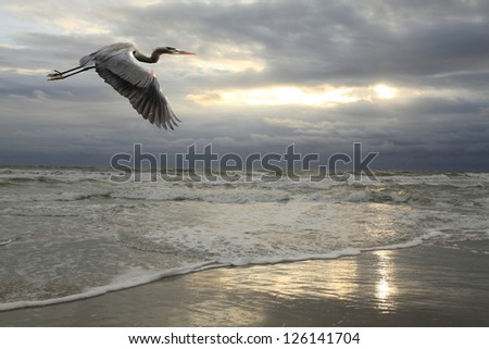 Great Blue Heron Flying Over the Beach with Approaching Storm