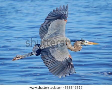 Great Blue Heron Flying Over a Florida Bay