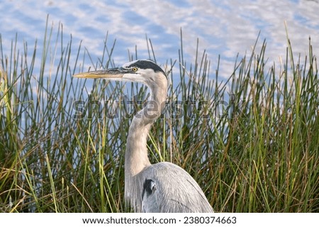 Great Blue Heron in front of pond reeds