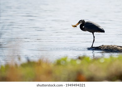 Great Blue Heron With A Blue Gill Fish 