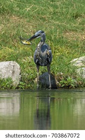 Great Blue Heron With Blue Gill Fish