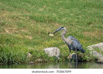 Great Blue Heron With Blue Gill Fish