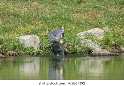 Great Blue Heron With Blue Gill Fish