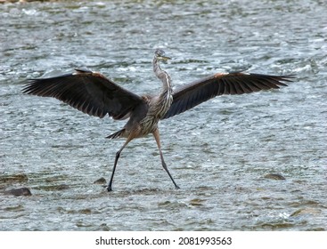 A Great Blue Heron In The Grand River (Wilkes Dam, Brantford, ON, Canada) 